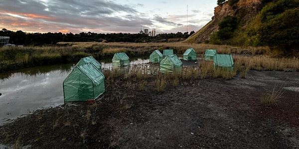 Лягушкам построили «сауны», чтобы спасти от вымирания